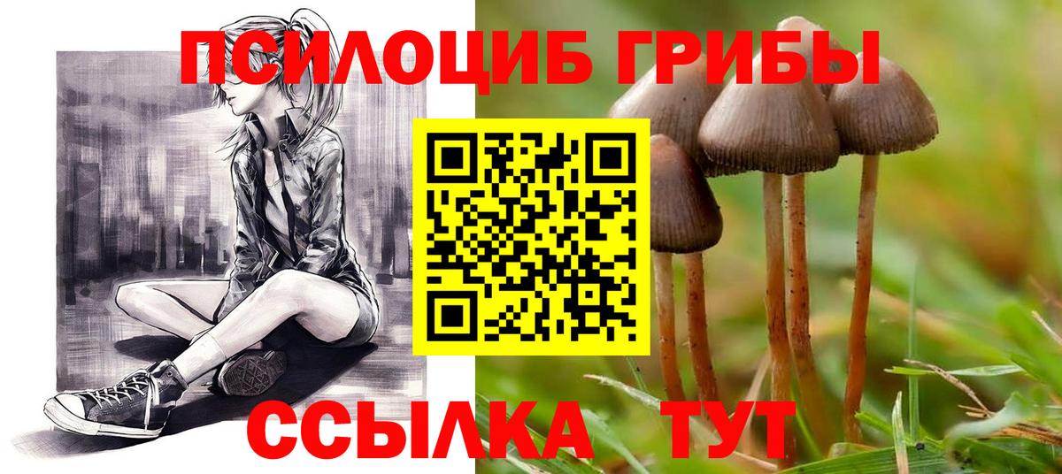Псилоцибиновые грибы Cubensis Кострома